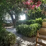 Olives Dhermi